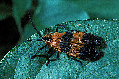 Net-Winged Beetle