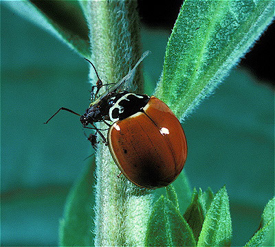 Spotless Lady Beetle