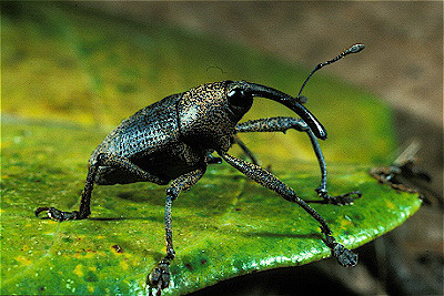 Weevil