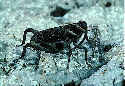 Weevil