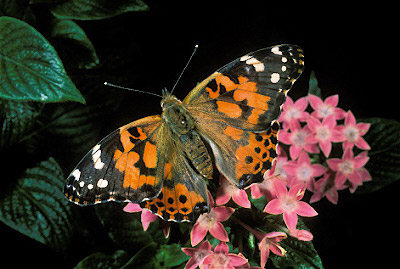 Painted Lady Butterfly