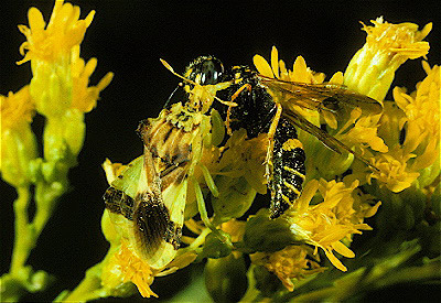 Ambush Bug