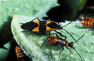 Large Milkweed Bug