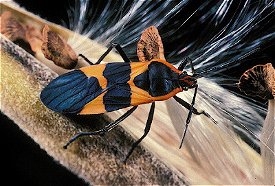 Large Milkweed Bug