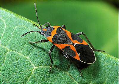 Small Milkweed Bug