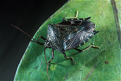 Stinkbug