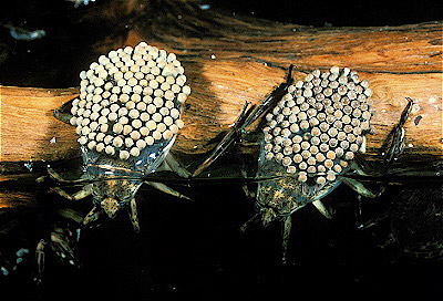 Giant Water Bugs w/ Eggs