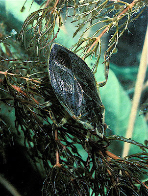 Giant Water Bug