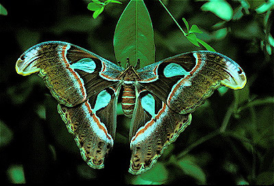 Atlas Moth