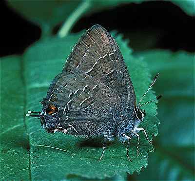 Banded Hairstreak Butterfly