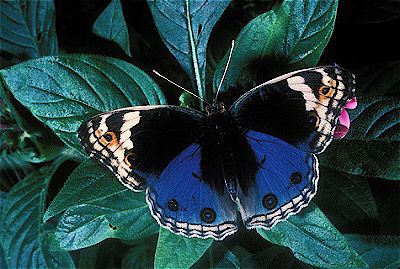 Blue Pansy Butterfly