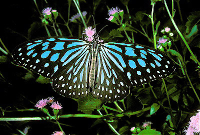 Blue Tiger Butterfly