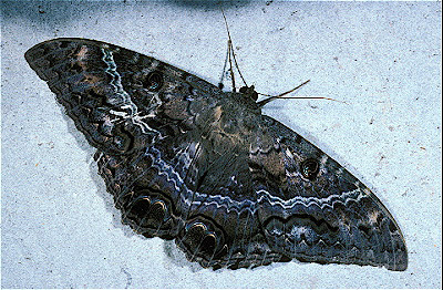 Black Witch Moth