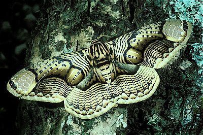 Brahmaeid Moth