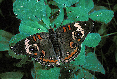 Buckeye Butterfly