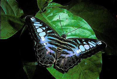 Clipper Butterfly