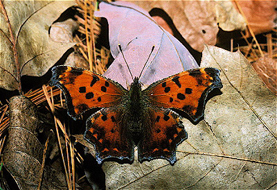 Comma Butterfly