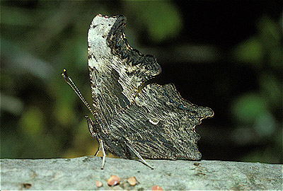 Comma Butterfly