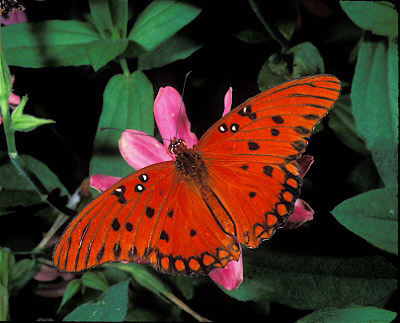 Gulf Fritillary