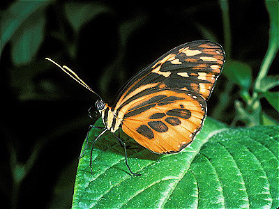 Heliconia  Butterfly