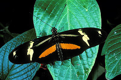 Heliconia  Butterfly