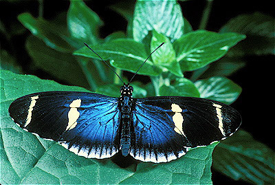 Heliconia  Butterfly