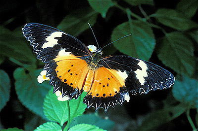 Lacewing Butterfly