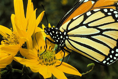 Monarch Butterfly