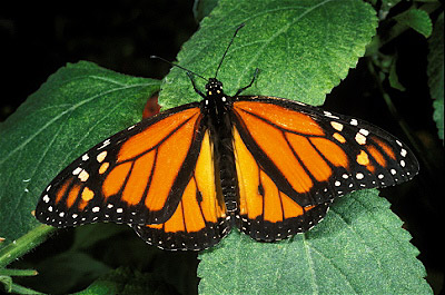 Monarch Butterfly