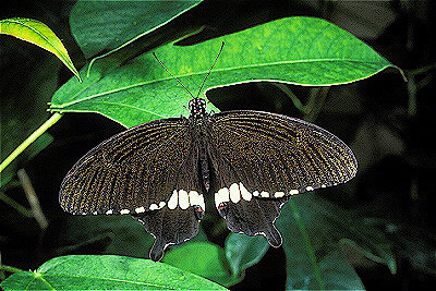 Common Mormon Butterfly