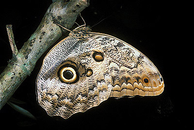 Owl Butterfly