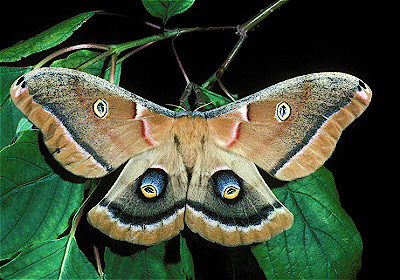 Polyphemus Moth