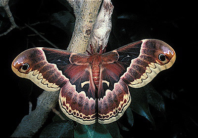 Promethea Moth