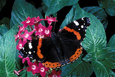 Red Admiral Butterfly