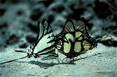 Swallowtail Butterflies