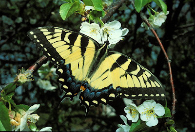 Tiger Swallowtail Butterfly