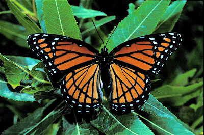 Viceroy Butterfly