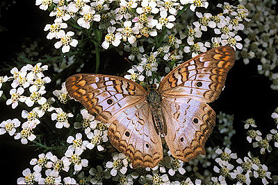 White Peacock  Butterfly