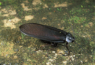 African Cockroach