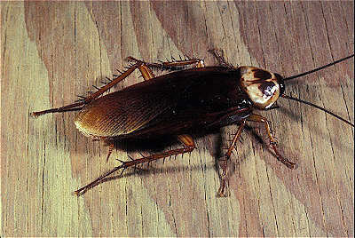 American Cockroach