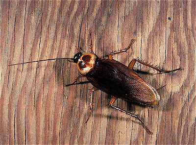 American Cockroach