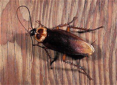 American Cockroach