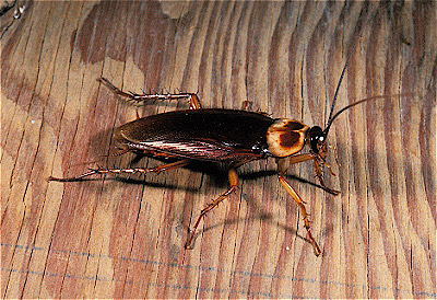 American Cockroach