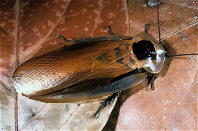 Brazilian Giant Cockroach