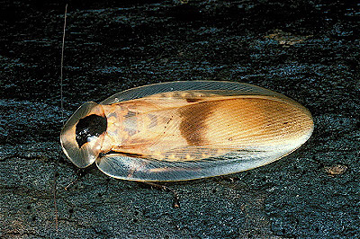 Brazilian Giant Cockroach