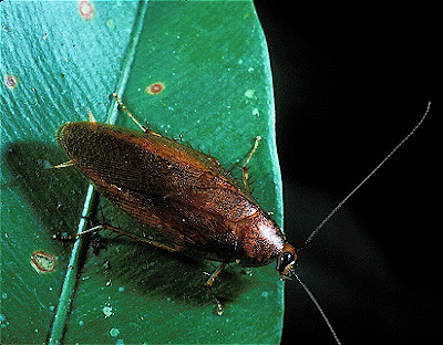 Costa Rica Cockroach