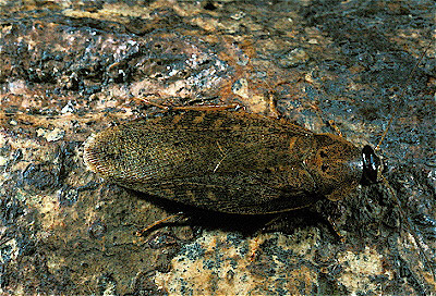 Ecuador Cockroach