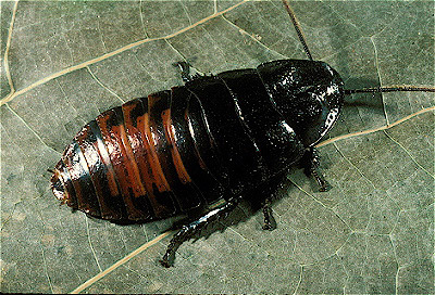 Madagascar Hissing Cockroach