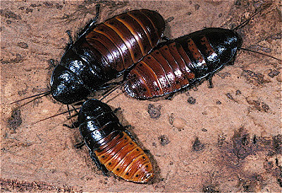 Madagascar Hissing Cockroach