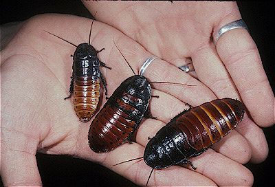 Madagascar Hissing Cockroach